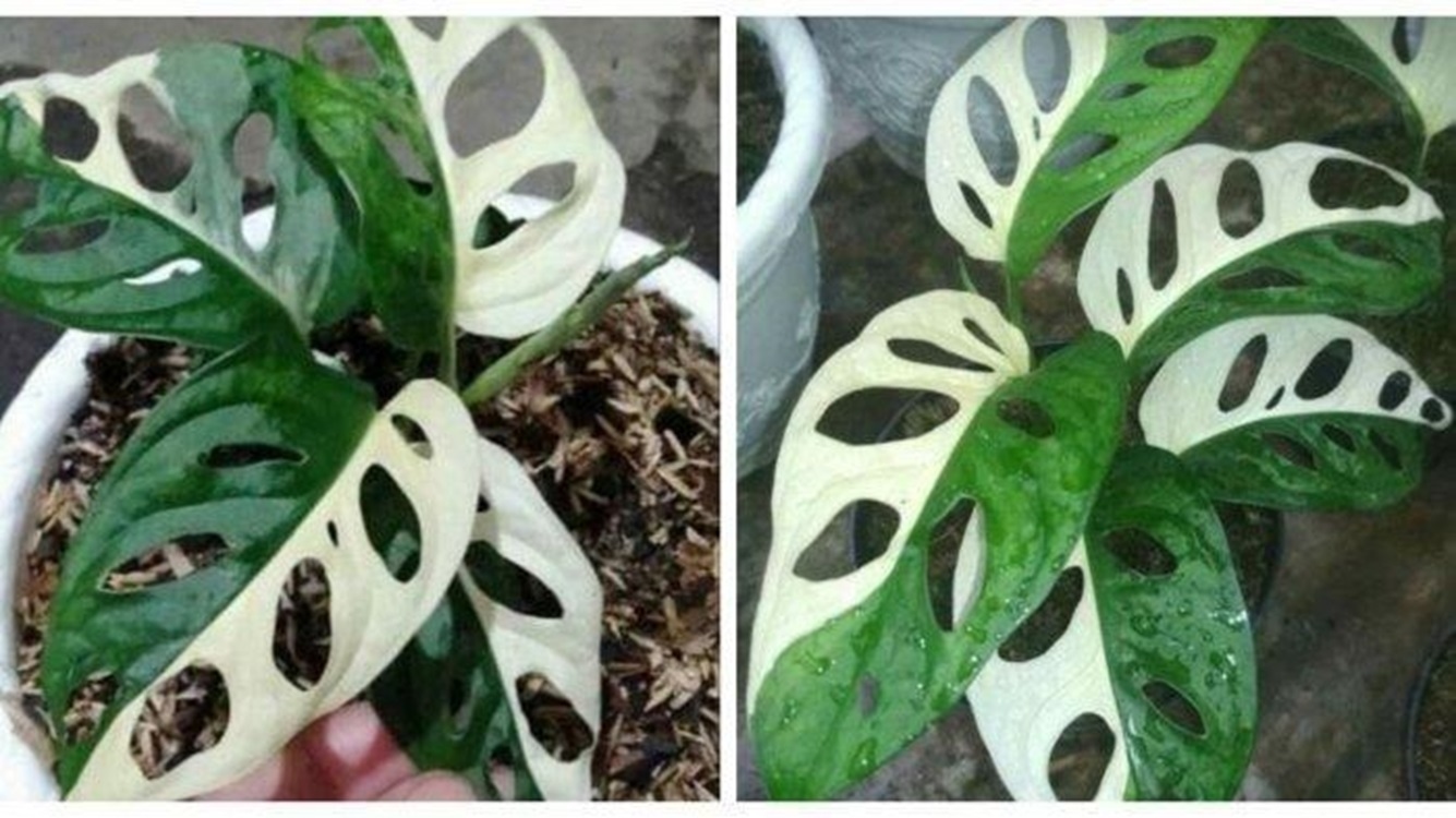 Akhirnya Terungkap Tanaman JANDA BOLONG Yang Sebenarnya, Ini Nama Dan Habitat Aslinya!