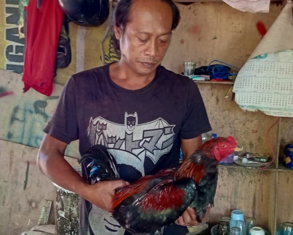 Tips Memilih dan Merawat Ayam Bangkok Juara, Salah Sedikit Jadi Ayam Pedaging!