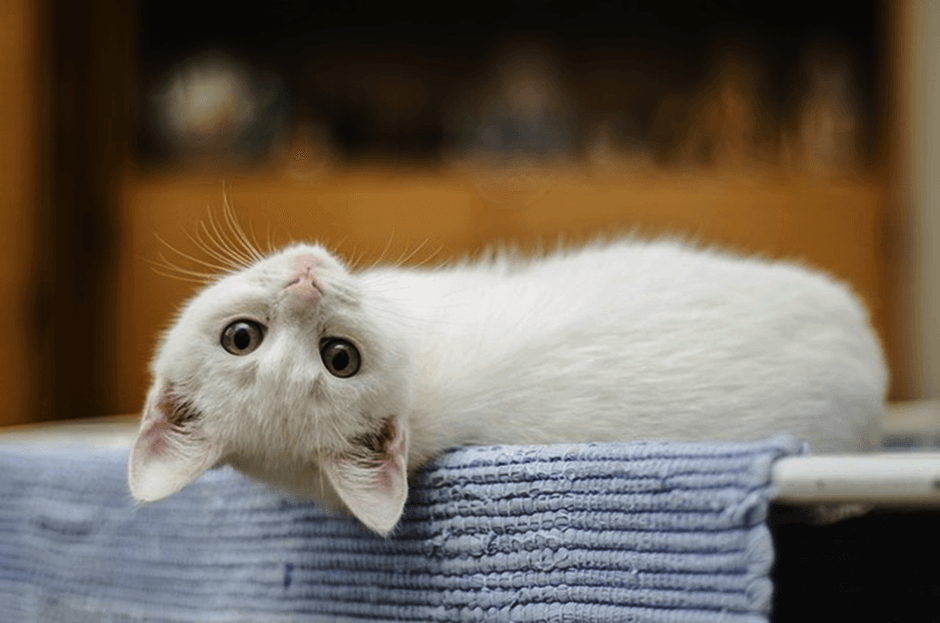7 Alasan Kucing Menjadi Hewan Kesayangan Nabi Muhammad, Mengapa Tidak Dijanjikan Allah Masuk Surga?