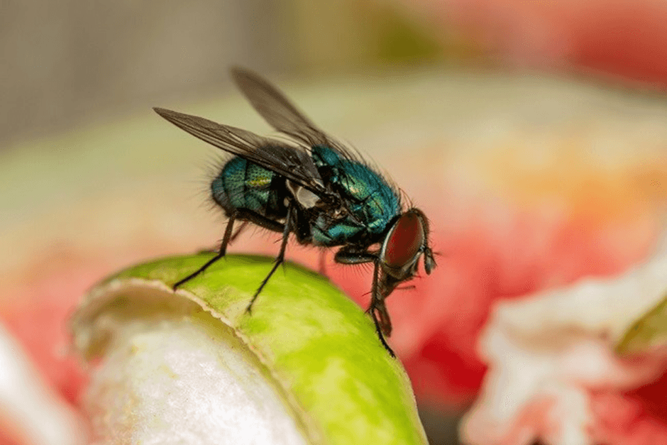 5 Cara Mudah Mengusir Lalat dengan Bahan Alami, yang Ramah Lingkungan, Tetangga Sebelah jadi Kepo!