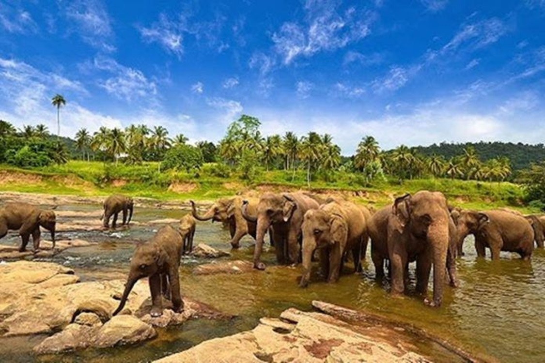Destinasi Wisata Alam Liar Taman Nasional Way Kambas Persembahan Indonesia Untuk Dunia