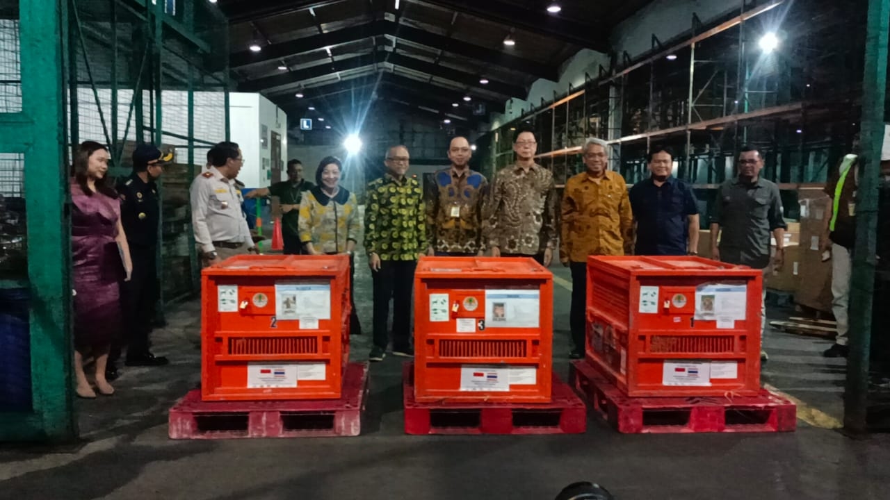 Sempat Diculik ke Bangkok dari 2016, 3 Orang Utan Sumatera Dipulangkan ke Indonesia