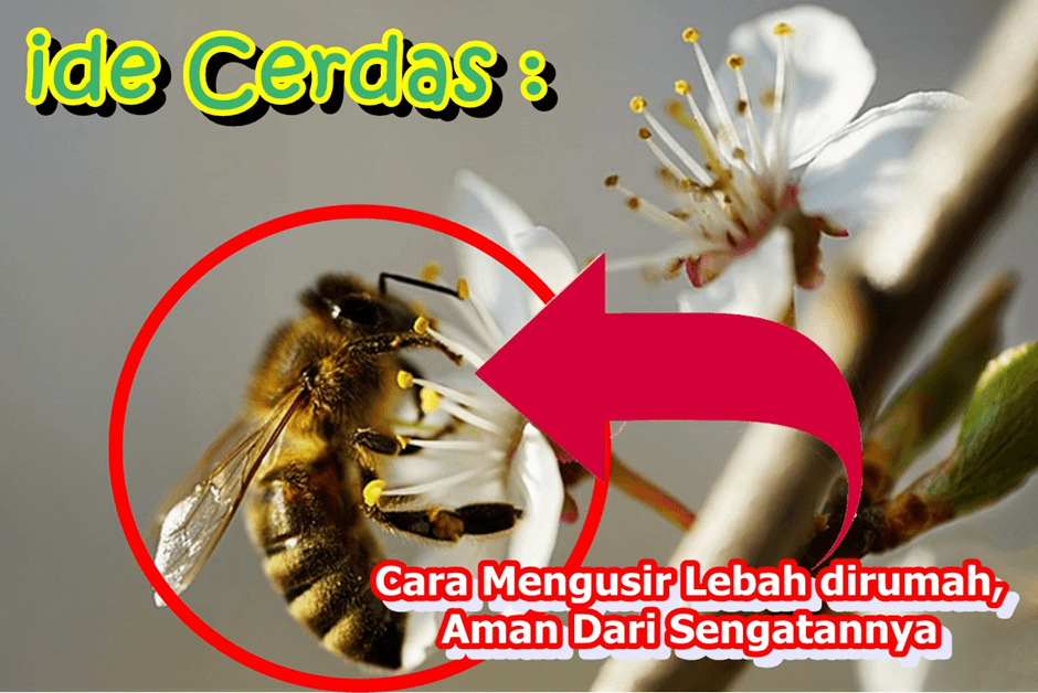 Ide Cerdas : Cara Mengusir Lebah Dari Rumah Tanpa Terkena Sengatan, Lebah Pasti Kabur, Aman!