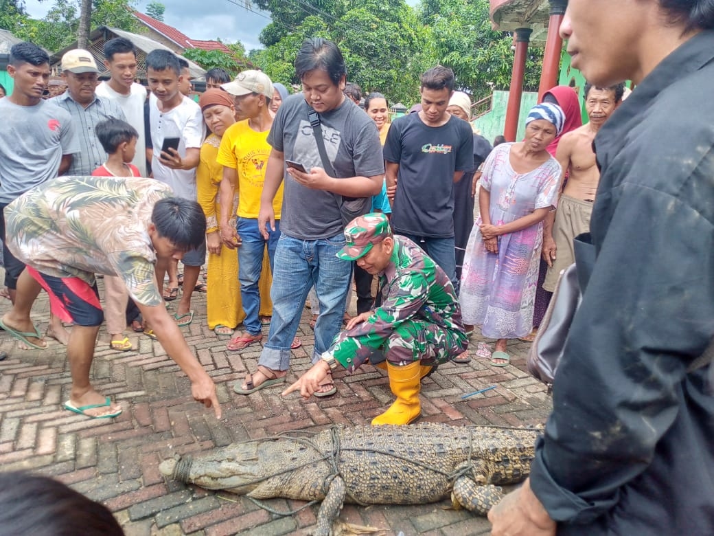 Gak Ada Takutnya, Warga Pandeglang Ramai-ramai Tangkap Buaya di Sungai Sanggoma