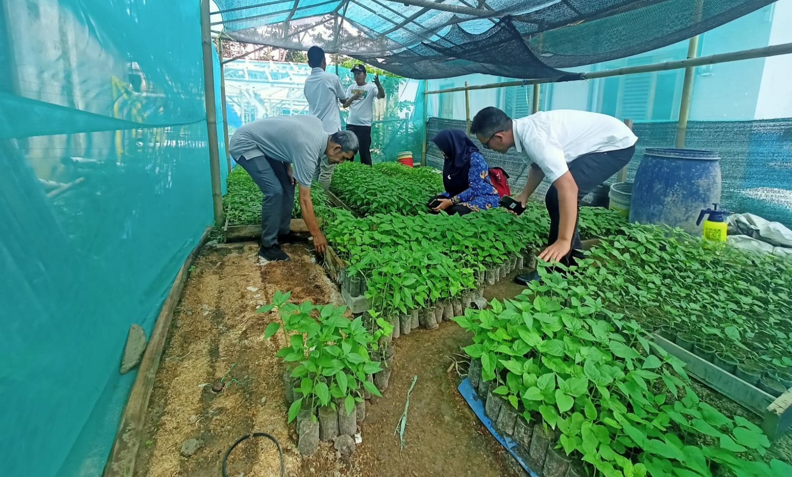 Tekan Angka Inflasi di Banten, Pemdes di Lebak Lakukan Gerakan Masyarakat Tanam Cabai Dipekarangan Rumah