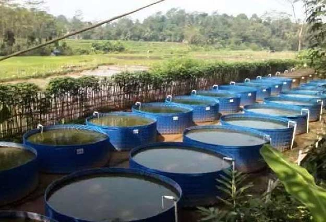 Untung Besar Beternak Lele dalam Drum Plastik Bekas, Dengan Estimasi 1.000 Ekor