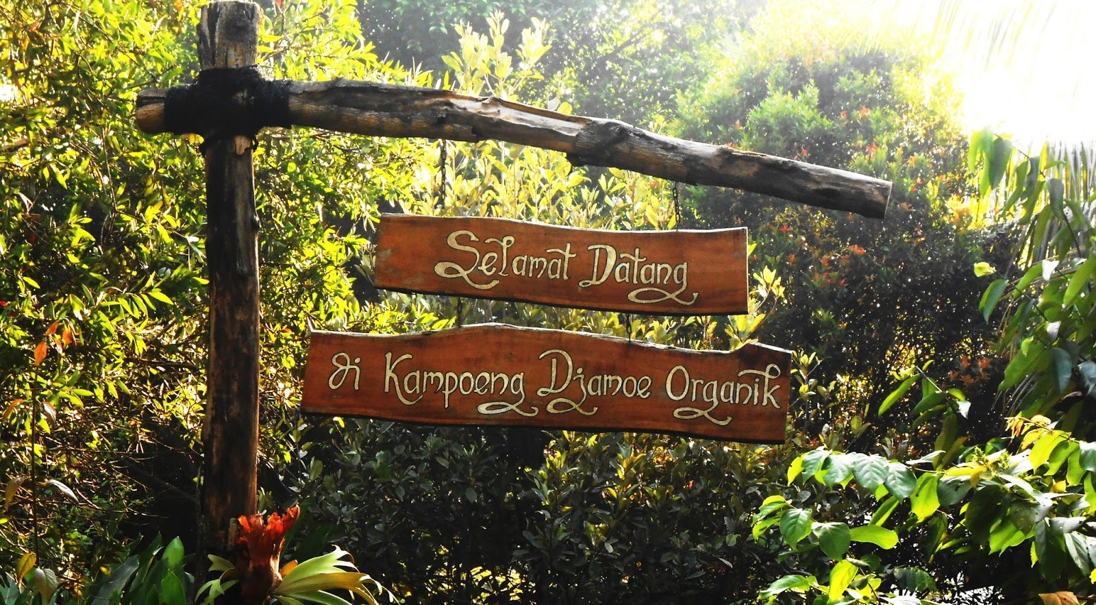 Destinasi Wisata Yang Lagi Hits 2024 Bernuansa Alam, Salah satunya Kampoeng Djamoe Organik