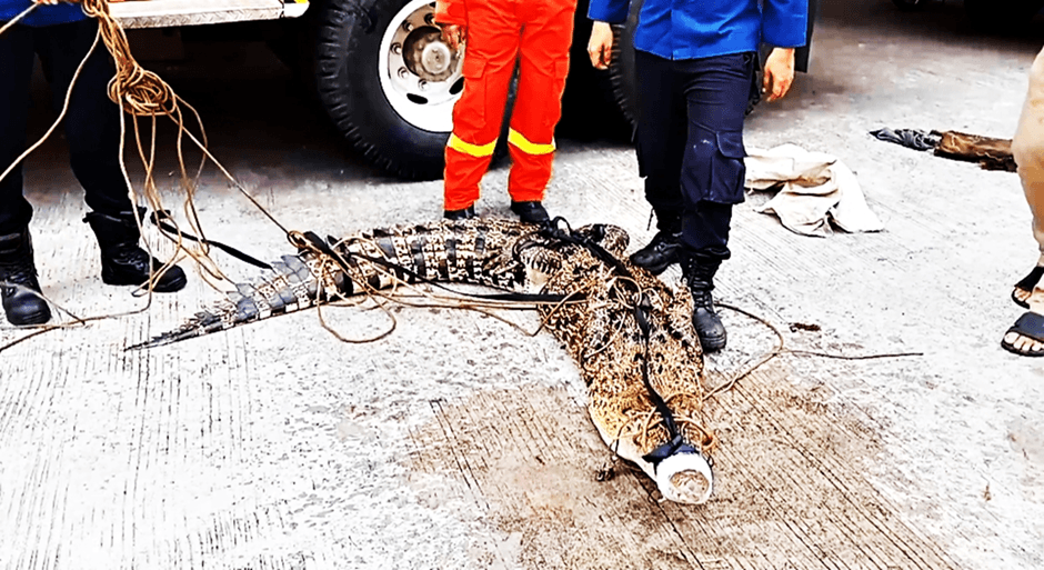 Hebohkan Warga Nambo Karawaci Tangerang, Buaya Sepanjang 3,5 Meter Masuk Pemukiman