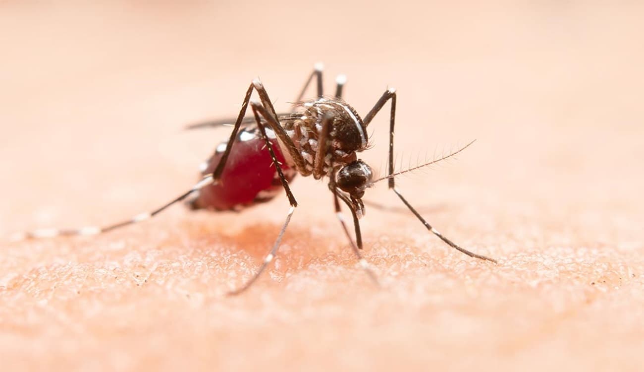 5 Wilayah Indonesia Sudah Disebar Nyamuk Wolbachia, Termasuk Jakarta Barat dan Bandung