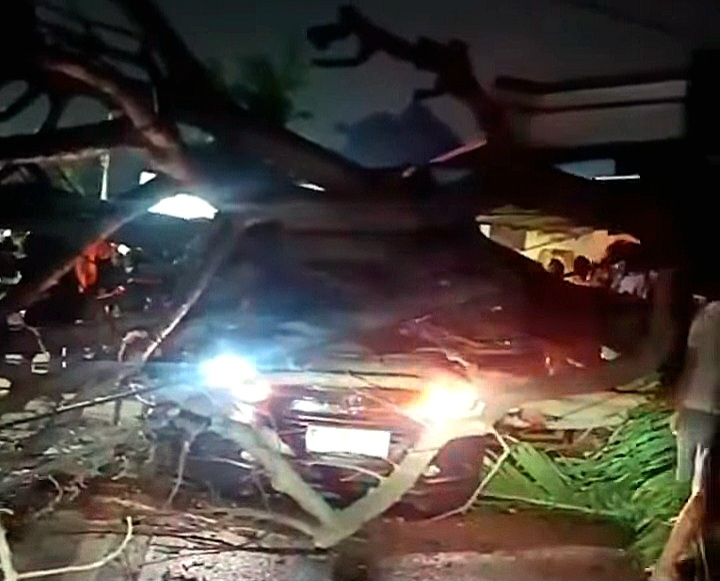 Minim Pemeliharaan, Pohon Tumbang di Kota Tangerang Kembali Makan Korban
