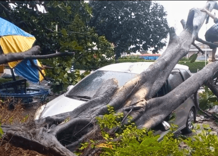 Warga Kota Tangerang Dihantui Pohon Tumbang, Korban Terus Bertambah