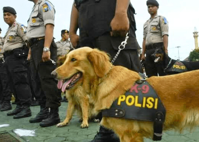Antisipasi Teror Nataru di Bandara Soetta, Anjing Pelacak dan Penjinak Bom Diterjunkan