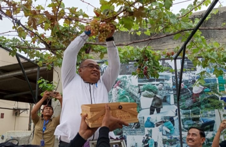 Camat Pasar Kemis Nurhanudin, Panen Anggur Varietas Impor, di Perumahan Taman Buah Kutabumi, Tangerang Banten