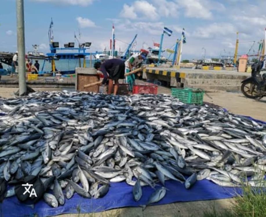 TPI Kabupaten Lebak Sumbang PAD Rp1,7 Miliar, Pasok Banten dan Pelabuhan Ratu