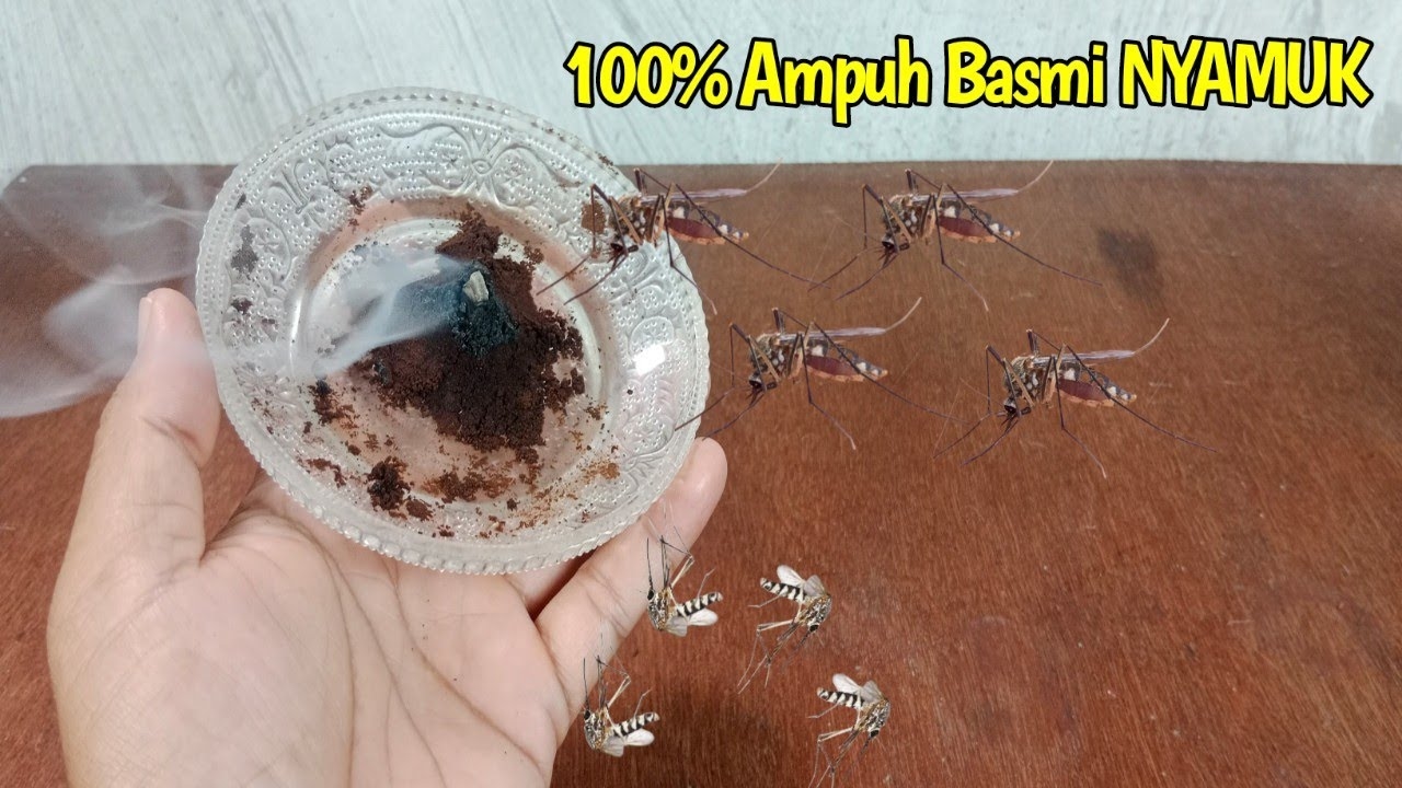 Ide Cerdas: Ramuan Ampuh, Mengusir Nyamuk Hanya Dengan Bahan ini, Nyamuk Pergi Selamanya