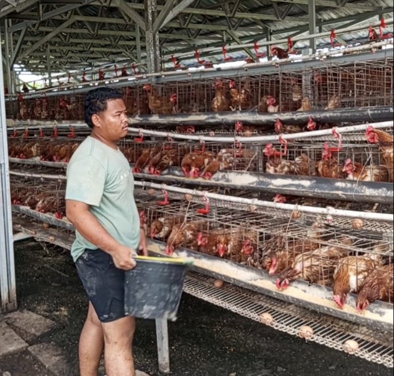 Disoroti Warga, Ternak Ayam Milik Ponpes Darunna’im Diduga Tak Berizin