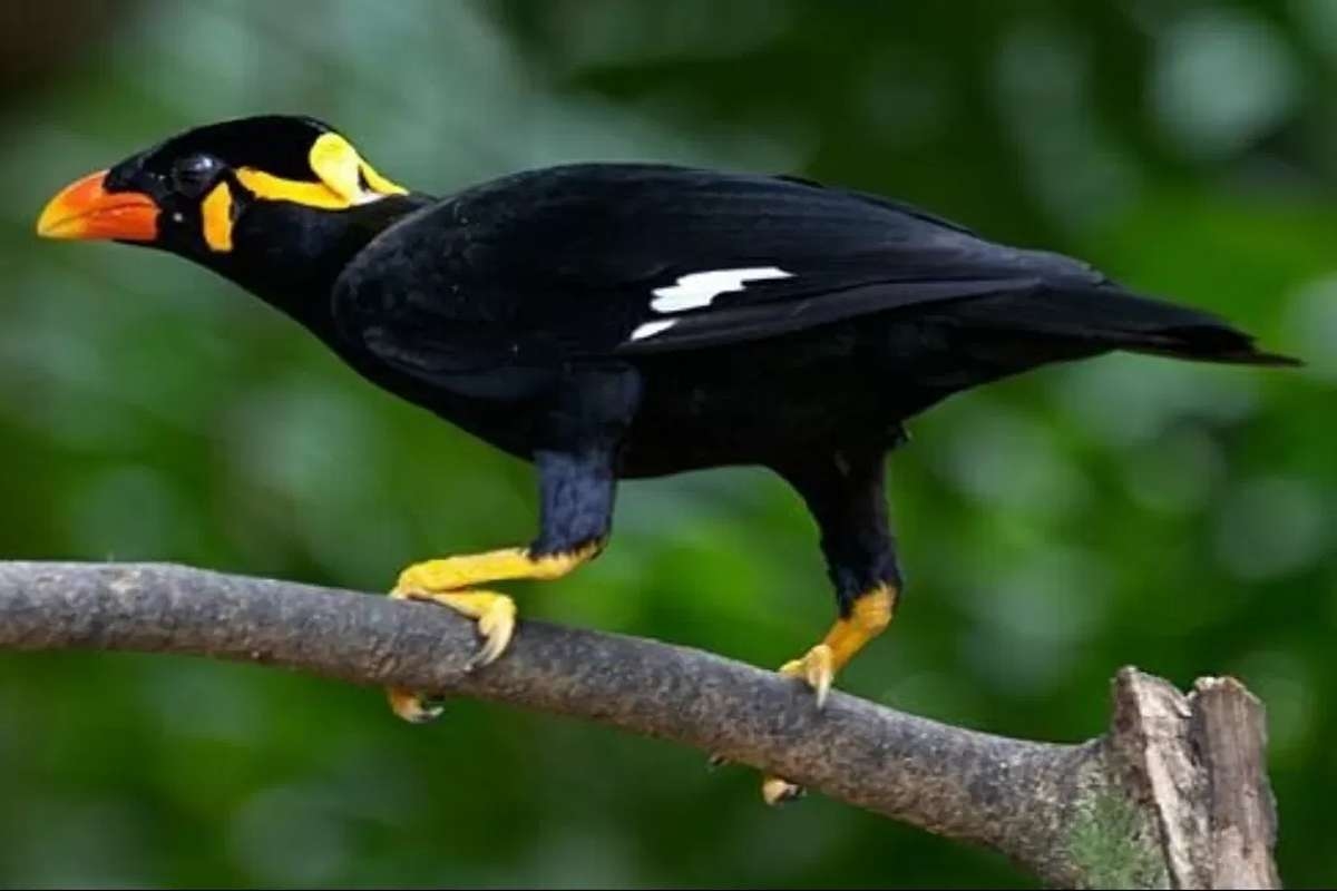 Bukan Cuma Pandai Bicara: Menguak Keunikan Beo Nias, Burung Endemik Paling Langka di Sumut!