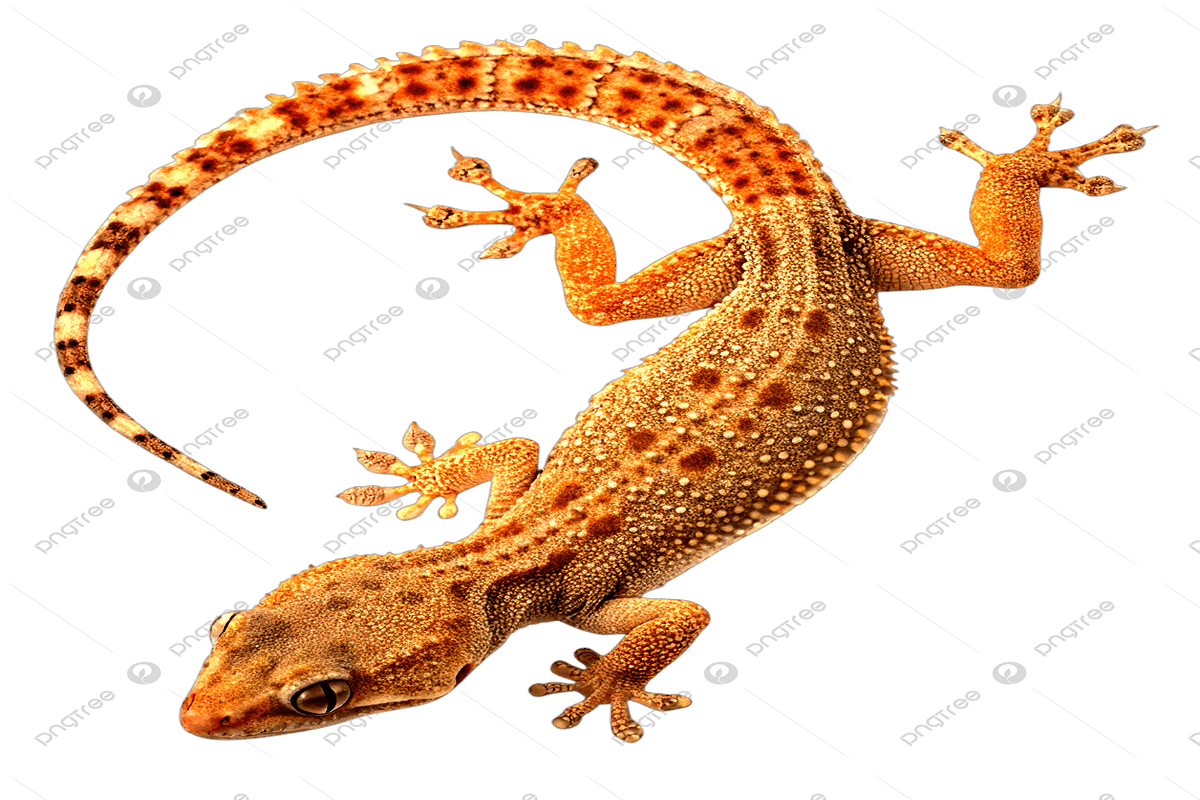 Jangan Sepelekan! Ini Bahaya Cicak di Rumah dan 13 Cara Ampuh Mengusirnya!
