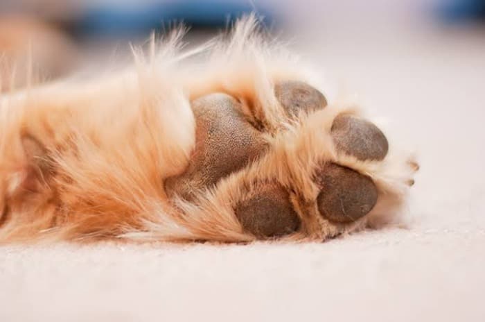 Pergub Baru Resmi Disahkan: Jakarta Larangan Jual Beli Daging Anjing dan Kucing, Berlaku Mulai Hari Ini