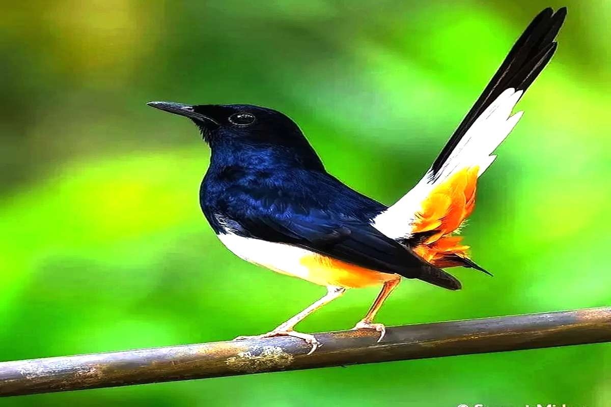 RAHASIA! Murai Batu Jawara: 7 Kunci Perawatan Ampuh untuk Burung Sehat dan Gacor Maksimal!