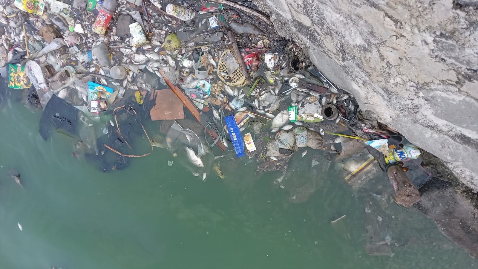Diduga Tercemar Limbah, Ribuan Ikan Mati di Situ Cangkring, Warga Sebut Wali Kota Biarkan Pencemaran