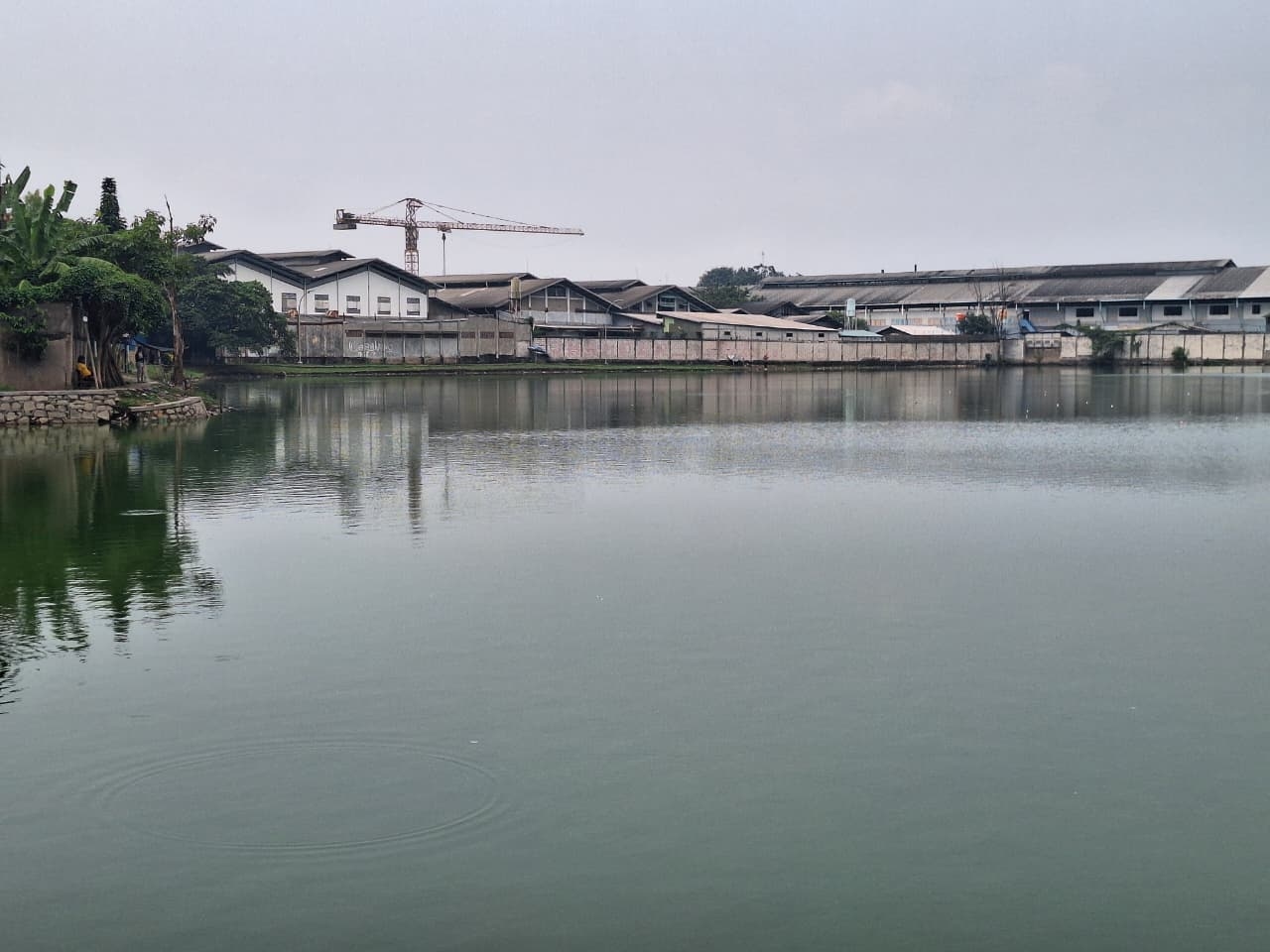 Tingginya Kandungan Fenol hingga BOD, pada Air di Situ Cangkring Sebabkan Ikan Mati