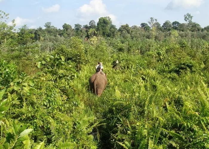 Gajah Tesso Nilo Punah? Rentetan Banjir Bandang Sumatra Buat Populasi Gajah di Taman Nasional Tesso Nilo Terancam Hilang